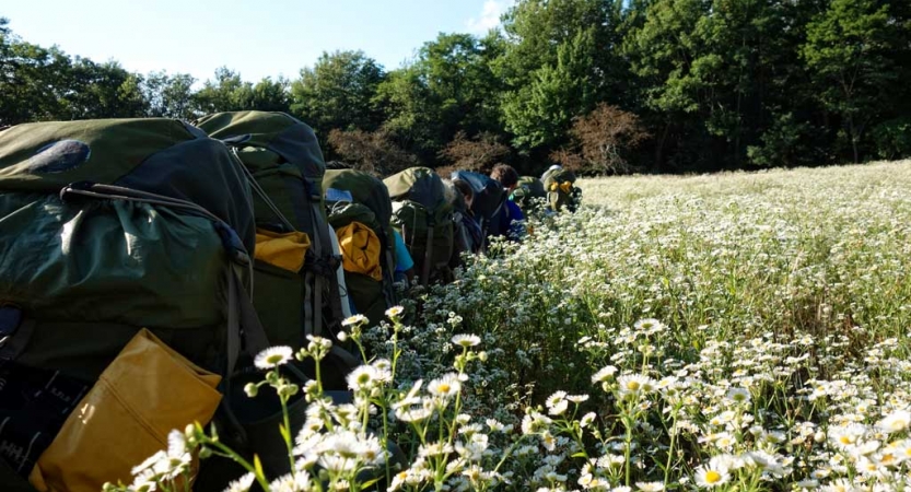 a group of backpackers hike in a single file line through a field of wildflowers. 